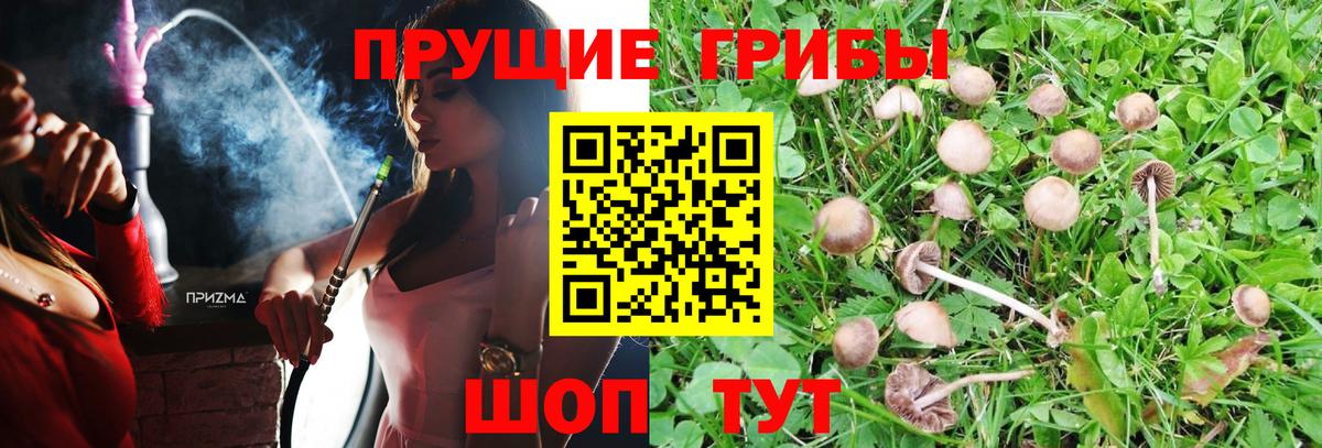 Рославль  Галлюциногенные грибы Cubensis  Вход с VPN  Псилоцибиновые грибы мицелий 